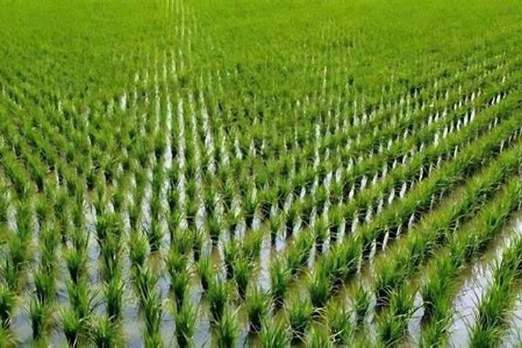 芸苔素0.004和0.01哪个好