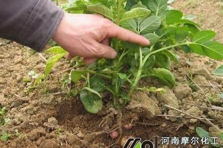 磷矿粉是农家肥吗