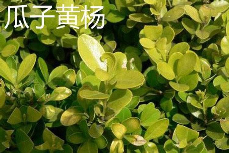 瓜子黄杨小苗怎么栽培