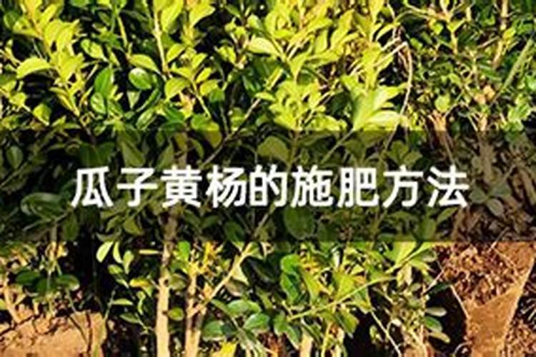 瓜子黄杨的养殖方法和注意事项