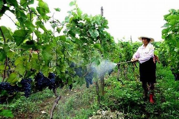 有一斤啤酒、一斤红糖和30克尿素,它们可以在什么场景下使用？
