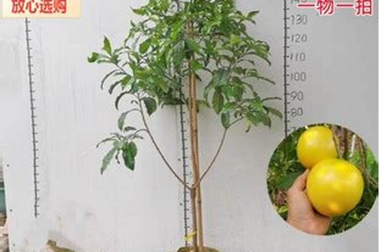 黄晶果 膨果期,肥料