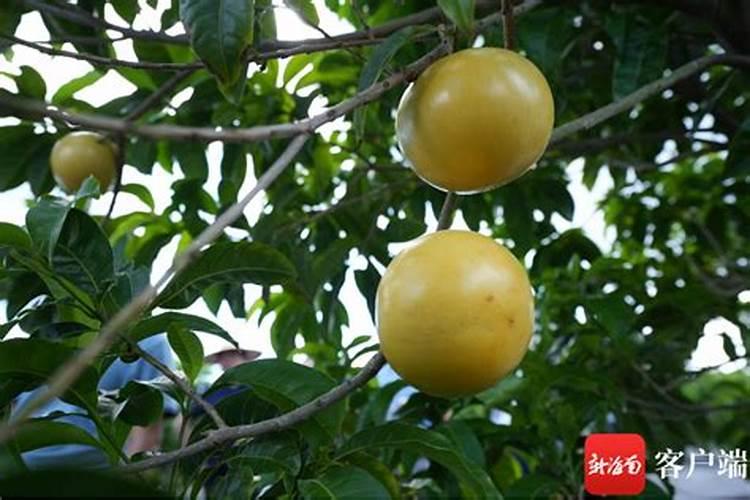 黄晶果树秋施基肥用量多少