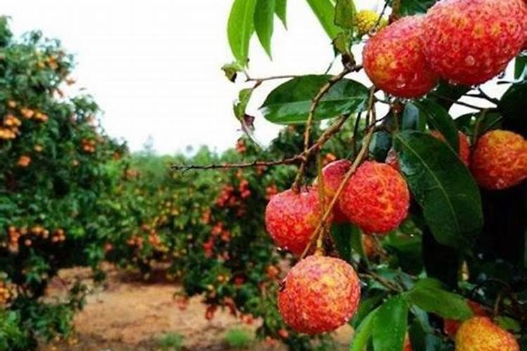 荔枝施什么肥料最好