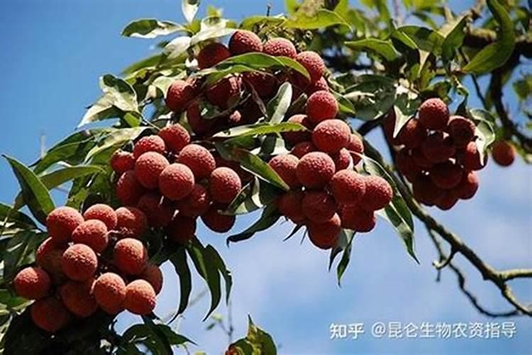 荔枝专用叶面肥什么好？