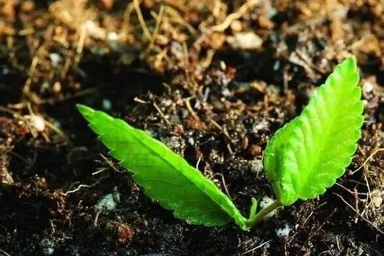 半夏种植怎么使用大量元素水溶肥