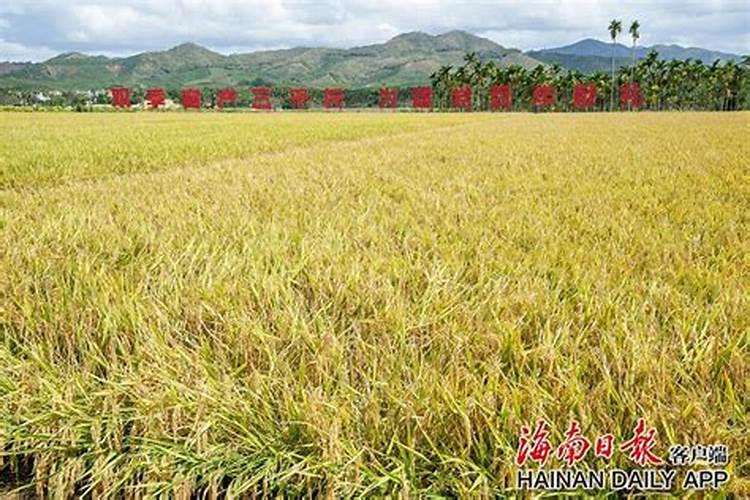 水稻钾肥什么时间施