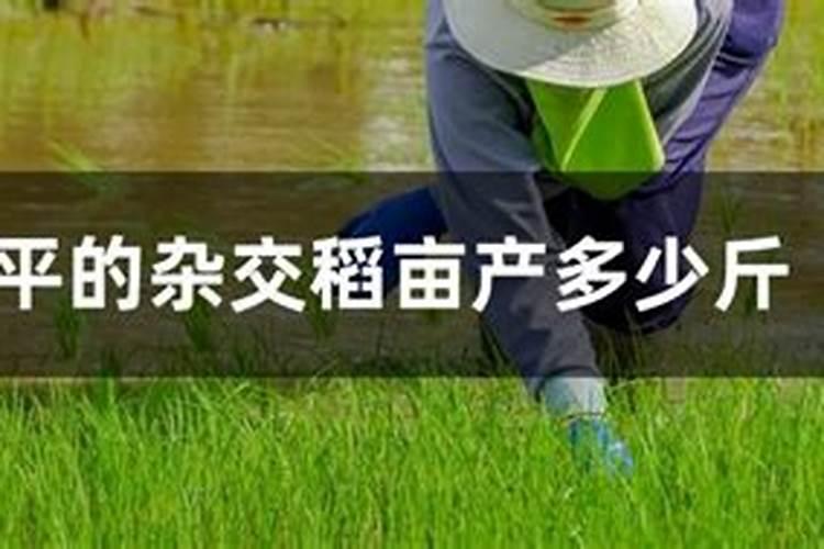 水稻钾肥什么时候施