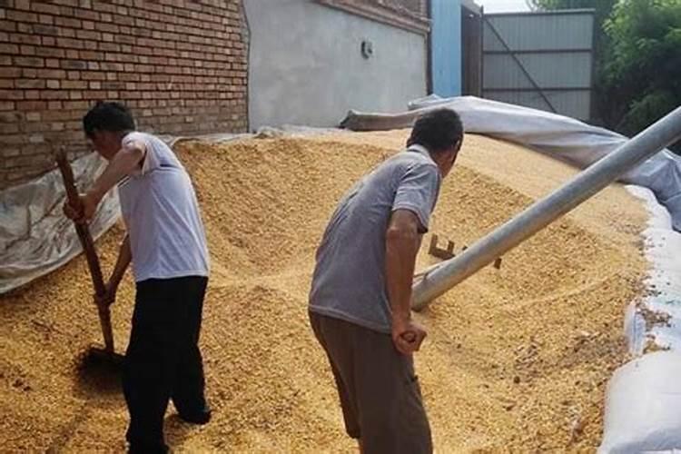 种辣椒用什么肥料