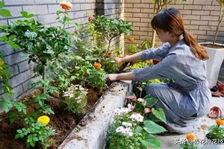 龙骨怎样施肥施什么样的肥,龙骨施什么肥效果好