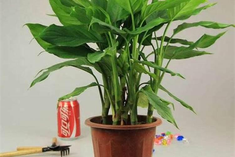 万年青最好的肥料是什么？