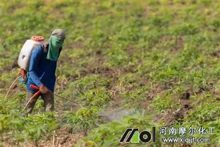 叶面喷施硼肥的最佳时间