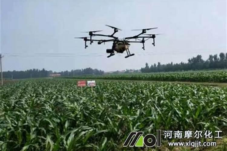 大棚阴天下雨可以打叶面肥吗