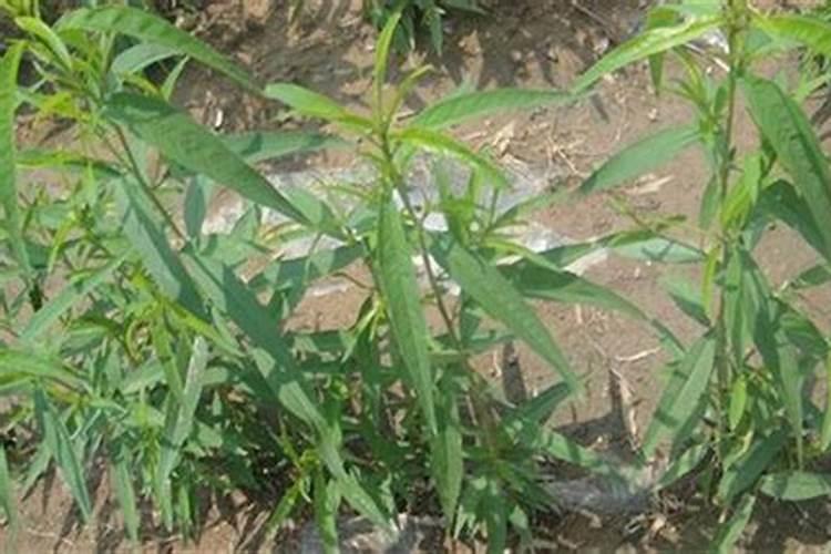 玉米除草剂加尿素能增加药效吗(除草剂能与尿素一起用吗)