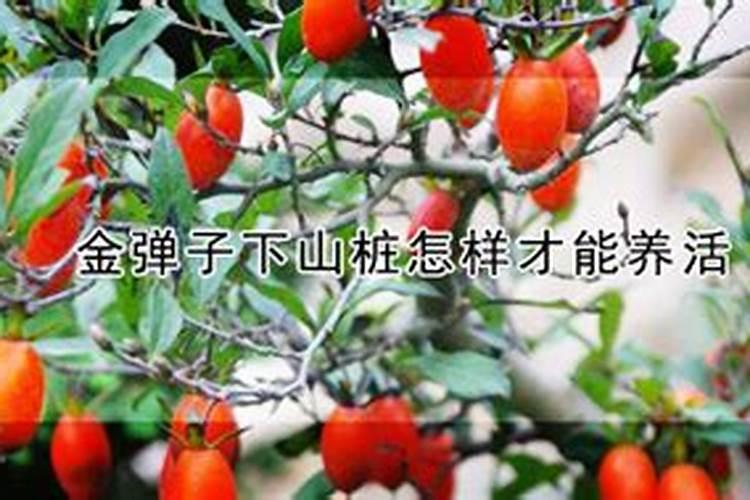常春藤怎么养 常春藤的养殖方法
