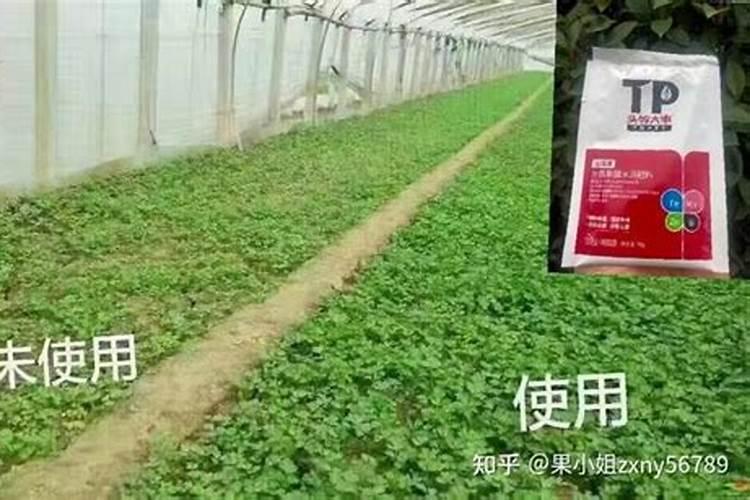 绣球花施什么肥