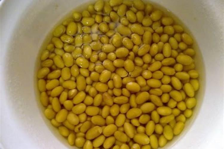 彩虹有机复合肥价格50斤装的种植桉树效果如何？