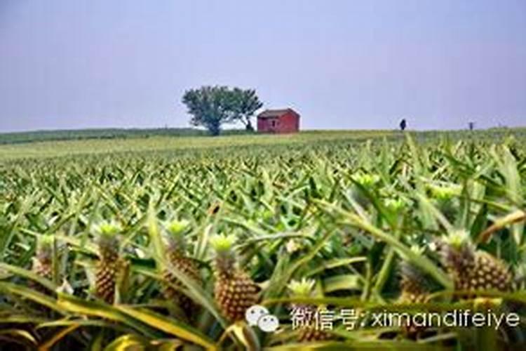 菠萝施什么肥最好