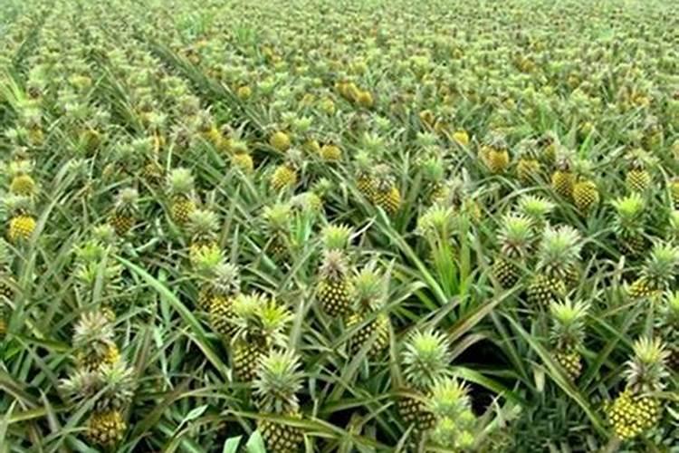 干包树菠萝挂果45斤后落果,是什么原因？如何防治？
