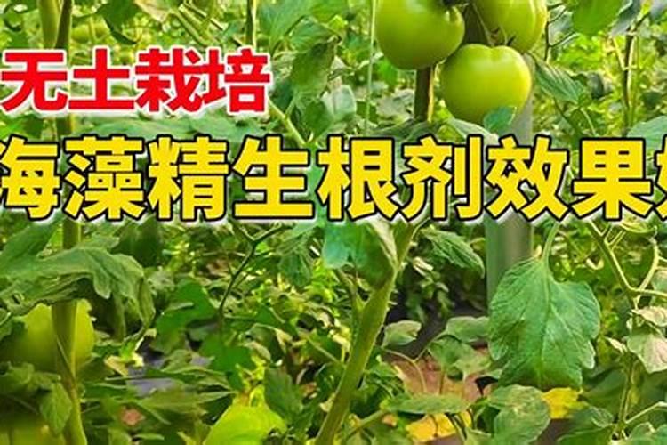 种黄瓜冲什么菌肥好叶片很大很薄