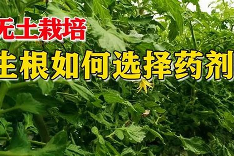 鱼蛋白和海藻精哪种好