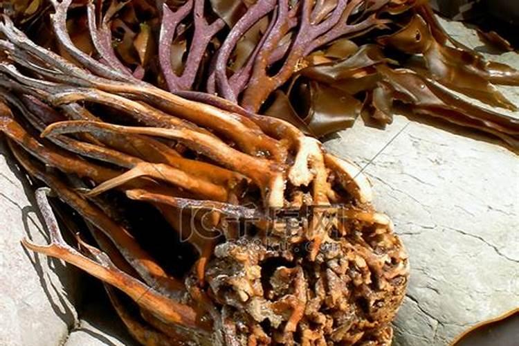西瓜苗用什么肥料生根快,西瓜苗几月份开始育苗