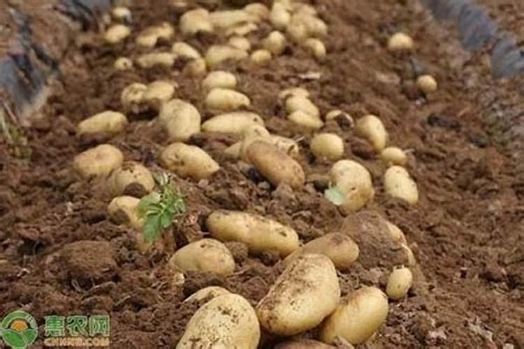 种植土豆用什么肥料最好