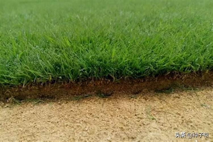 地毯草一般施什么肥料