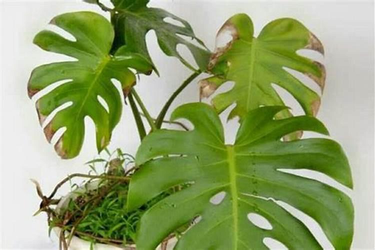 植物叶片发黄是缺什么肥？