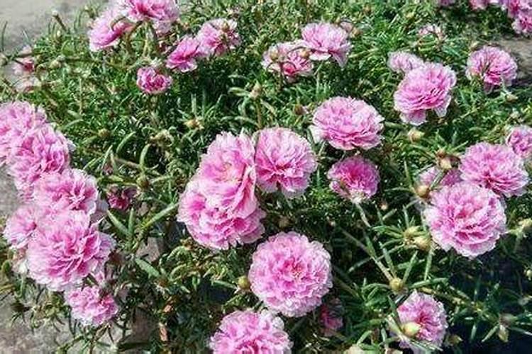 种植花生和大豆时,不需要施氮肥的原因是( )A.土壤中的氮肥足够多B.大 ...