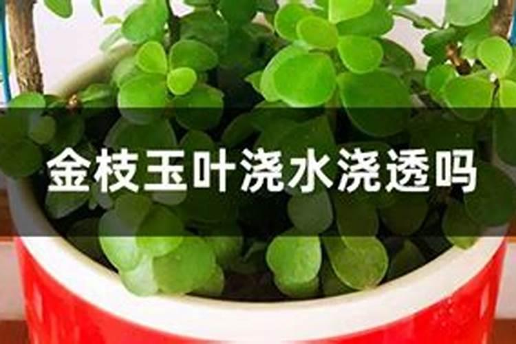 黄瓜生长对水分的要求(种植黄瓜生长需要的水分条件)