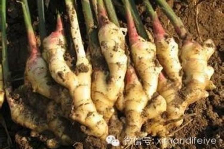 长期喝鱼胶原蛋白肽的危害