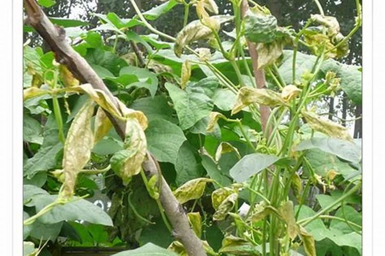 在大葱种植过程中出现烂根现象,具体是什么原因呢？