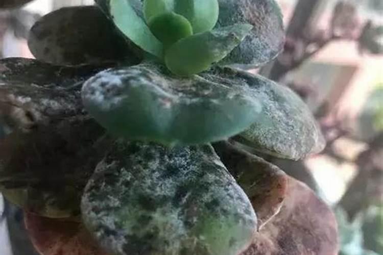 多菌灵泡过的水苔用冲洗嘛
