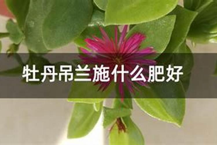 牡丹吊兰施什么肥好