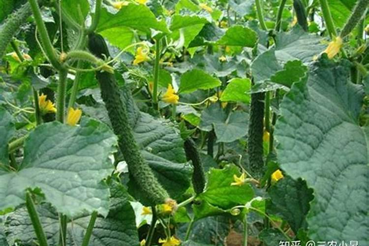 无花果树专用肥料配方比例是多少？