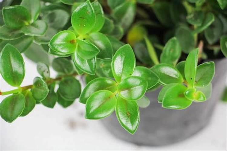 花生什么时候打营养药