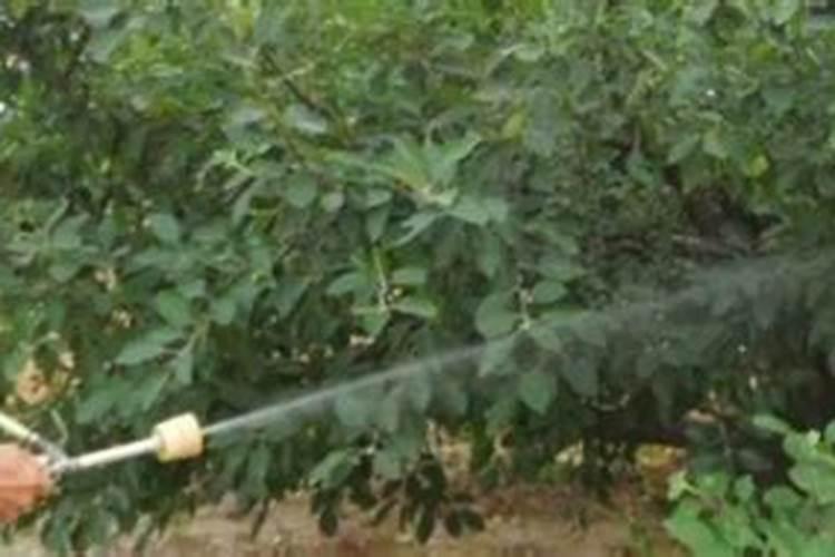 果树叶面喷施硼肥的最佳时间