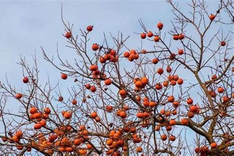 花生的茎和叶子能吃吗？