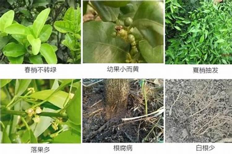 为什么苹果花后要追肥？不可以花前追吗？
