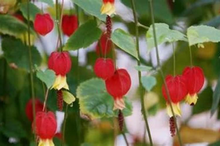 灯笼花浇什么肥料合适