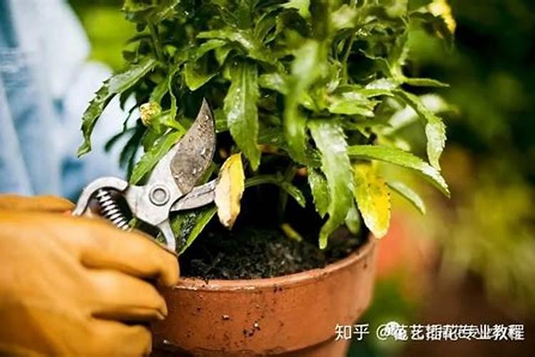 发财树修剪后多久施肥 发财树修剪后适合施肥的时间是多久？