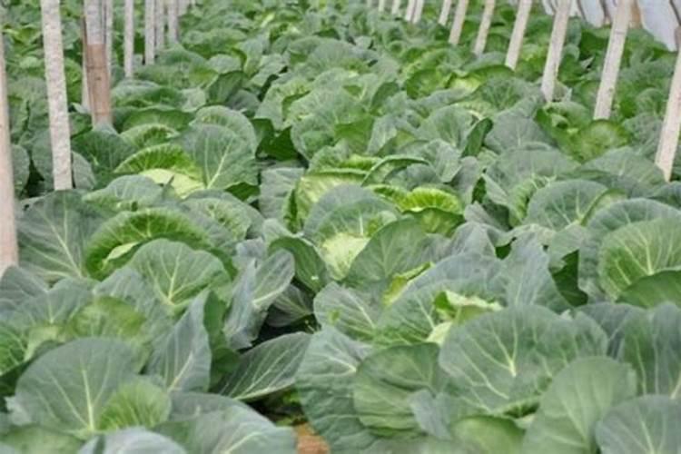 种棉花适合什么样的肥料
