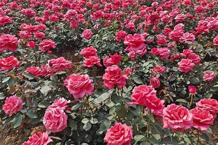 蓝莓树苗多少钱一棵3~5年的？
