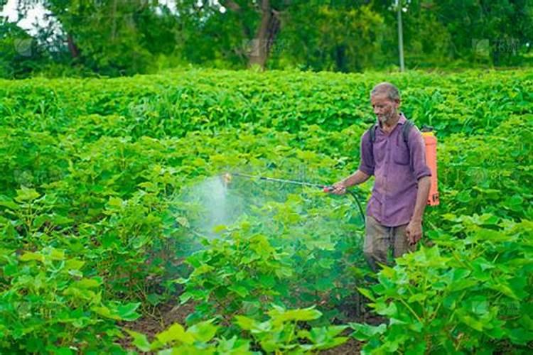 棉花怎么使用叶面肥 棉花施肥方法介绍