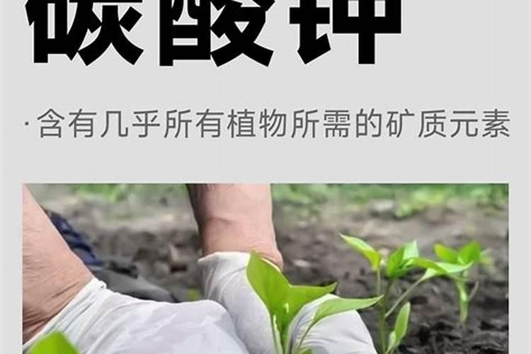 花肥用什么肥料最好 花肥自制最快方法