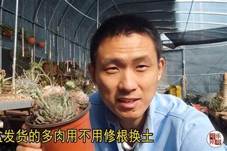 麦饭石颗粒能直接用来养多肉吗