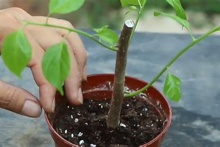 水溶肥灌根使用方法