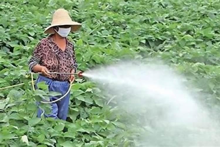 大豆开花期能打叶面肥吗