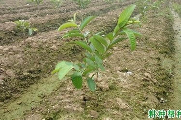 石榴增产施什么肥料好？石榴增产施肥需要注意这些